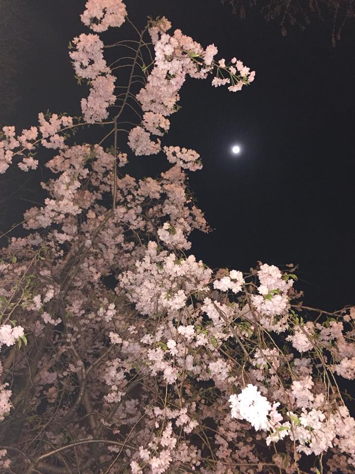 浜町公園での夜桜見物